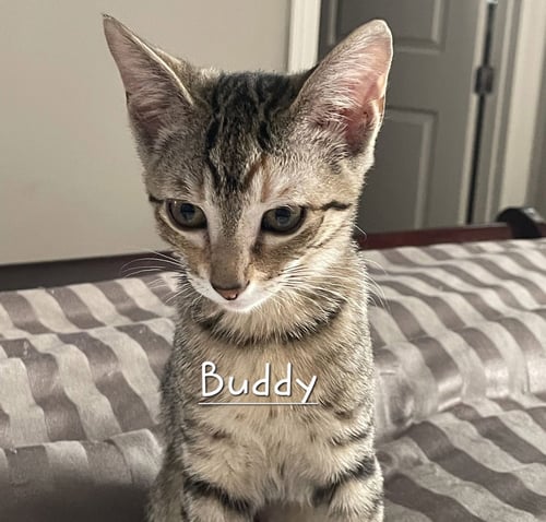 BUDDY #LITTER-OF-10 - Tabby available for adoption