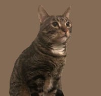 Otto #mitted-tabby - Photo 2