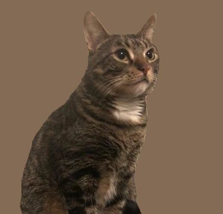 OTTO #MITTED-TABBY - Tabby / Domestic Short Hair available for adoption