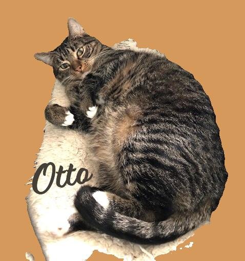 Otto #mitted-tabby Image