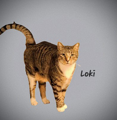 LOKI #DONT-FORGET-ME - Tabby available for adoption