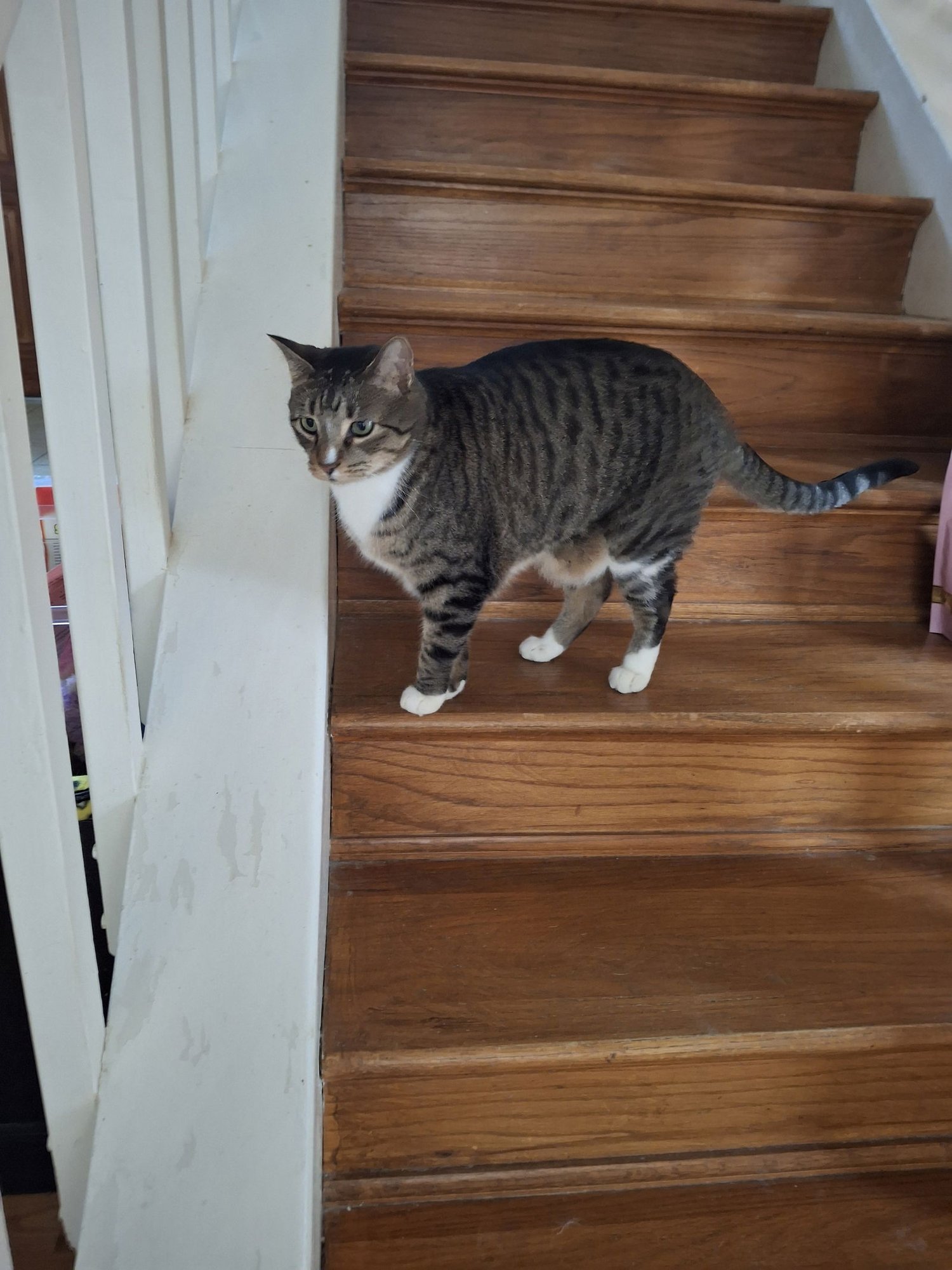 LOKI #DONT-FORGET-ME - Tabby available for adoption