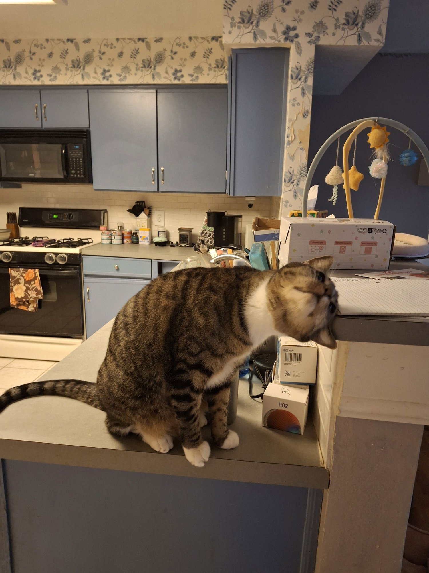 Loki #dont-forget-me - Photo 3