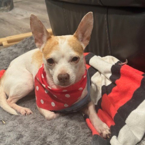 ROCKY #POCKET-POOCH - Chihuahua available for adoption