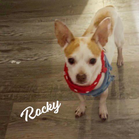 ROCKY #POCKET-POOCH - Chihuahua for adoption in Houston