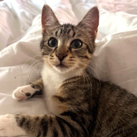 CHARM #SISTER-OF-VENUS - Tabby / Tuxedo available for adoption