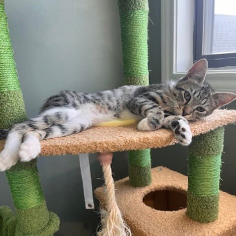 CHARM #SISTER-OF-VENUS - Tabby / Tuxedo available for adoption