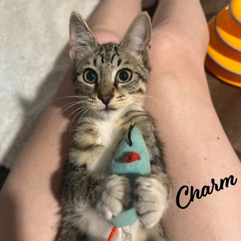CHARM #SISTER-OF-VENUS - Tabby / Tuxedo for adoption in Houston