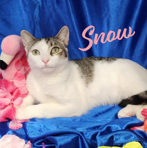 SNOW #SPUNKY-FOUR - Tabby / Domestic Short Hair available for adoption