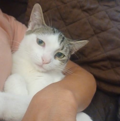 SNOW #SPUNKY-FOUR - Tabby / Domestic Short Hair available for adoption