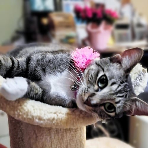 PRECIOUS #CUTIE-PIE - Tabby / Domestic Short Hair available for adoption