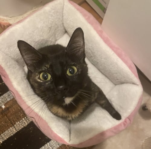 LUNA #FULL-OF-SURPRISES - Tortoiseshell / Domestic Short Hair available for adoption