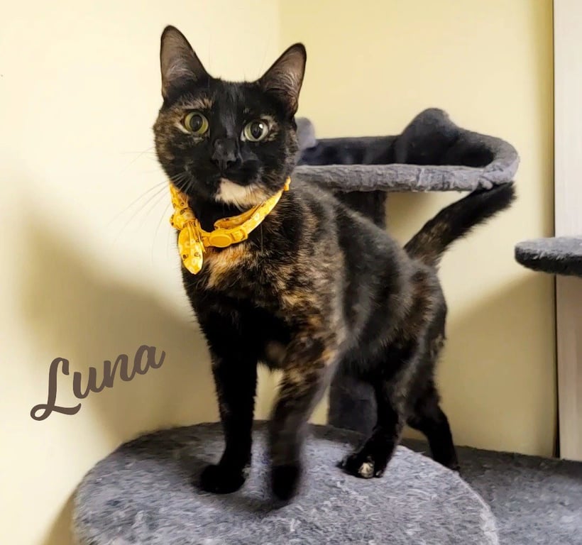 Luna #full-of-surprises Image