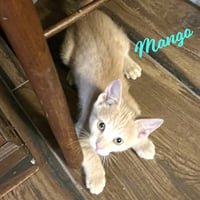 Mango #Japanese-litter - Photo 1