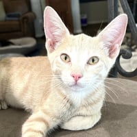 Mango #Japanese-litter - Photo 2