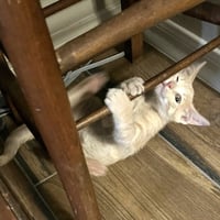 Mango #Japanese-litter - Photo 3