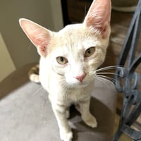 Mango #Japanese-litter - Photo 4