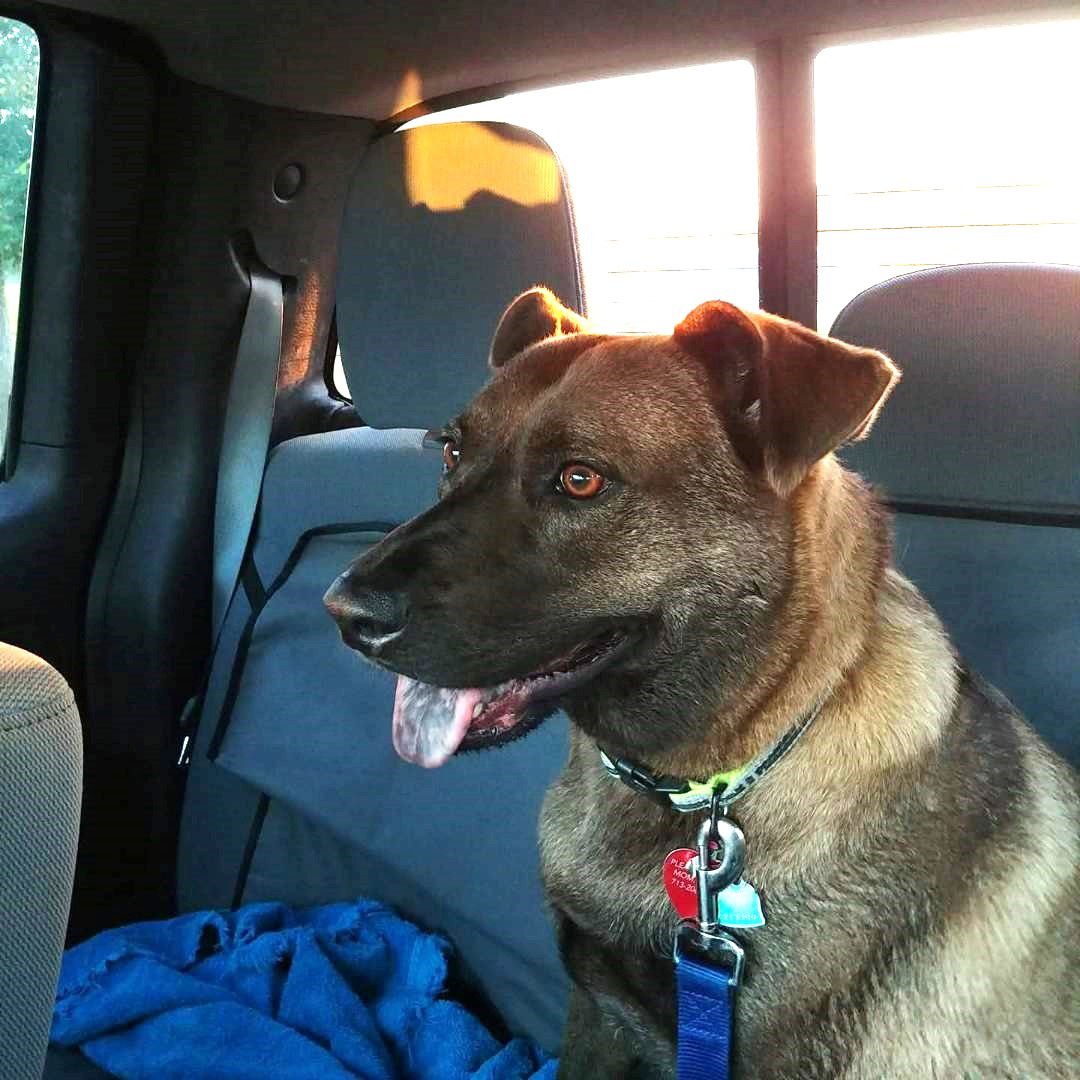 LUCY #GREAT-WITH-CHILDREN - Dutch Shepherd / Labrador Retriever available for adoption
