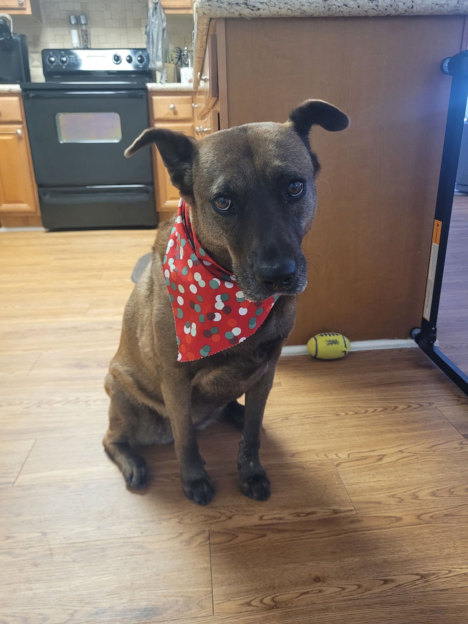 LUCY #GREAT-WITH-CHILDREN - Dutch Shepherd / Labrador Retriever available for adoption