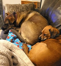 Lucy #great-with-children - Photo 4