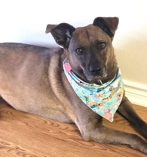 LUCY #GREAT-WITH-CHILDREN - Dutch Shepherd / Labrador Retriever available for adoption