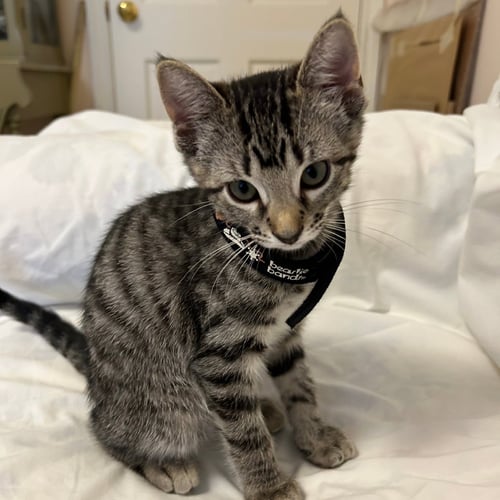 MEG #LITTLE-WOMEN-LITTER - Tabby / American Shorthair available for adoption
