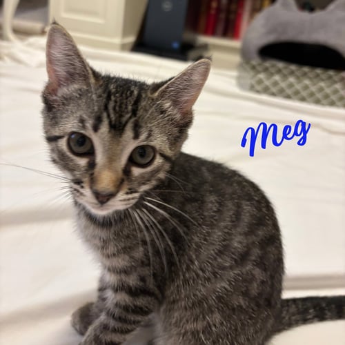 MEG #LITTLE-WOMEN-LITTER - Tabby / American Shorthair available for adoption