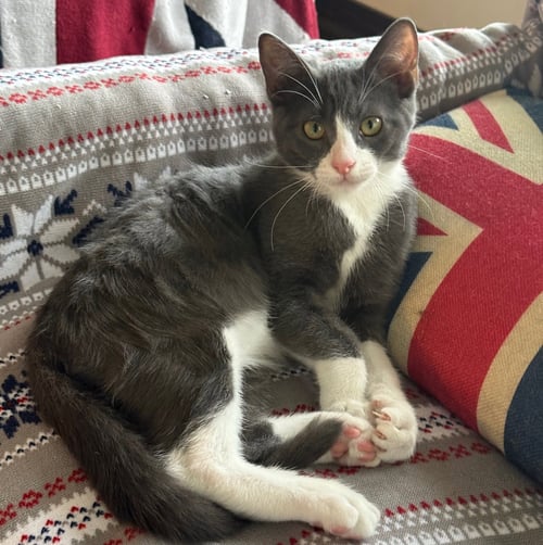 MILES #MR-CONGENIALITY - Tuxedo / Domestic Short Hair available for adoption