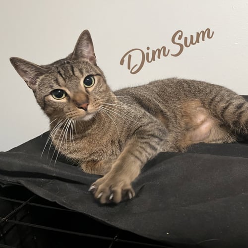 DIM SUM #BROTHER-OF-DUMPLING - Tabby / Domestic Short Hair for adoption in Houston