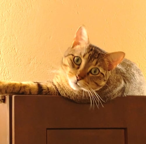MILO #LOVEY-DOVEY - Tabby / Domestic Short Hair available for adoption