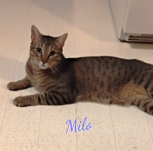 MILO #LOVEY-DOVEY - Tabby / Domestic Short Hair available for adoption