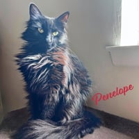 Penelope #resilient-sweetheart - Photo 1