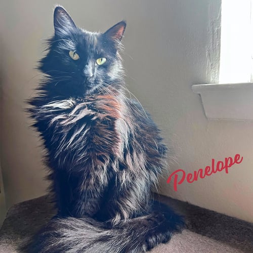 PENELOPE #RESILIENT-SWEETHEART - Maine Coon / Domestic Long Hair available for adoption
