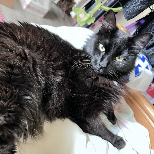 PENELOPE #RESILIENT-SWEETHEART - Maine Coon / Domestic Long Hair available for adoption