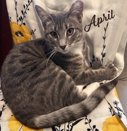 APRIL #SNUGGLE-QUEEN - Tabby / Domestic Short Hair available for adoption