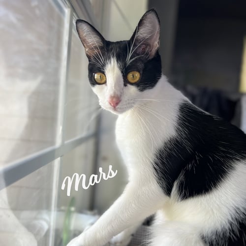 MARS #BESTIE-OF-NEPTUNE - Tuxedo / Domestic Short Hair for adoption in Houston