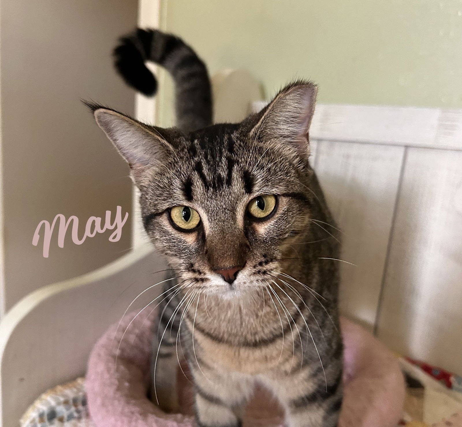 MAY #PERSONALITY-PLUS - Tabby / Domestic Short Hair available for adoption