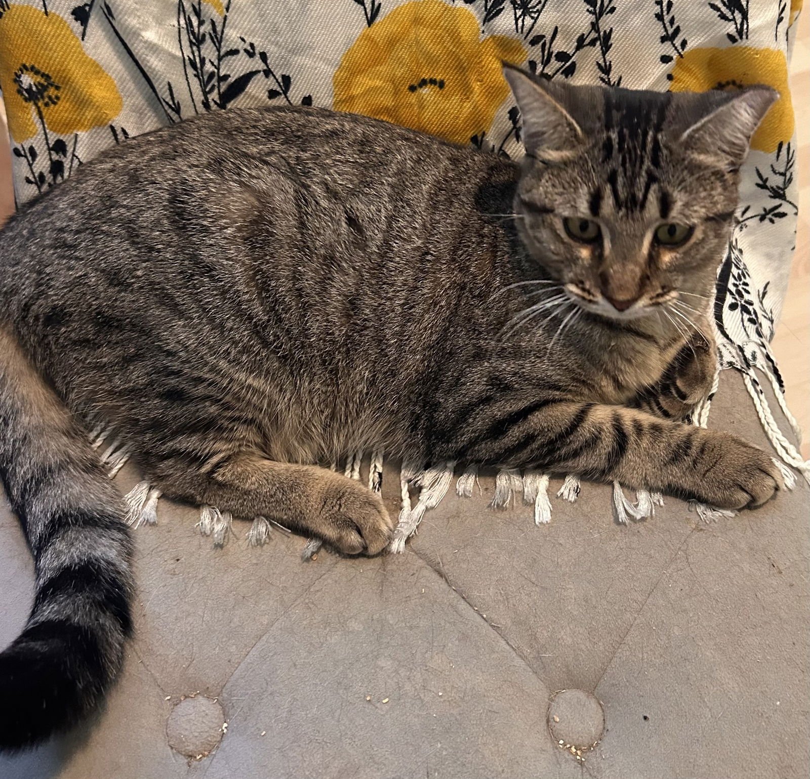 MAY #PERSONALITY-PLUS - Tabby / Domestic Short Hair available for adoption