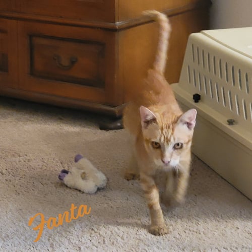 FANTA #FANTASTIC - Tabby / Domestic Short Hair available for adoption