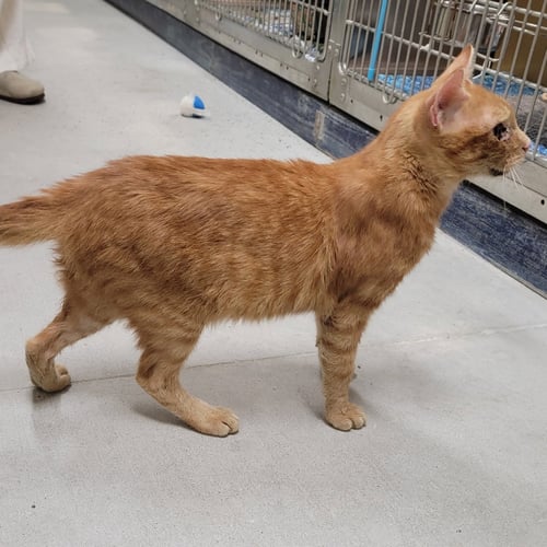 FANTA #FANTASTIC - Tabby / Domestic Short Hair available for adoption