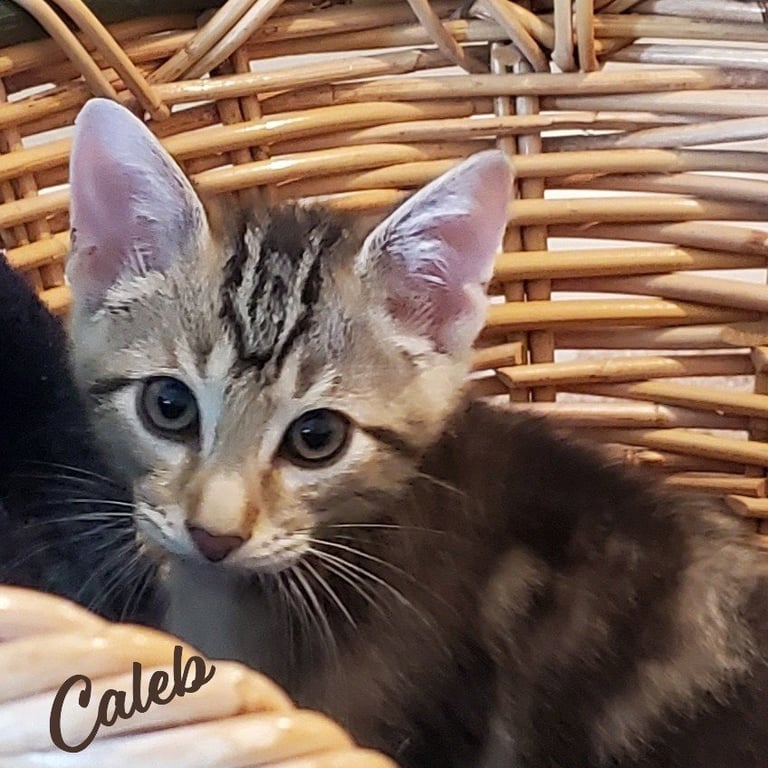 Caleb #winsome-fivesome Image