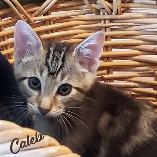 CALEB #WINSOME-FIVESOME - Tabby / Domestic Short Hair for adoption in Houston