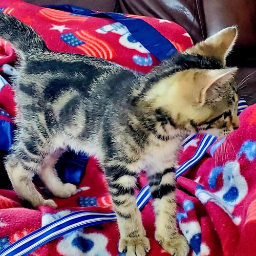 CALEB #WINSOME-FIVESOME - Tabby / Domestic Short Hair available for adoption