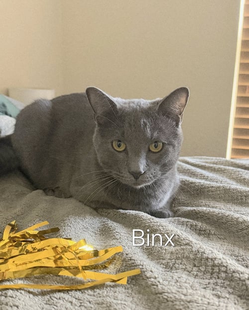 BINX #SNUGGLER - Russian Blue available for adoption