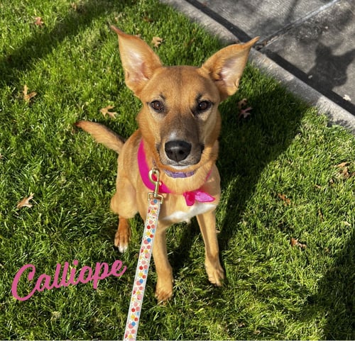 CALLIOPE #MISS-CONGENIALITY - Australian Kelpie / Shepherd for adoption in Houston