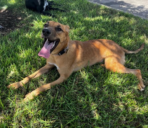 CALLIOPE #MISS-CONGENIALITY - Australian Kelpie / Shepherd available for adoption