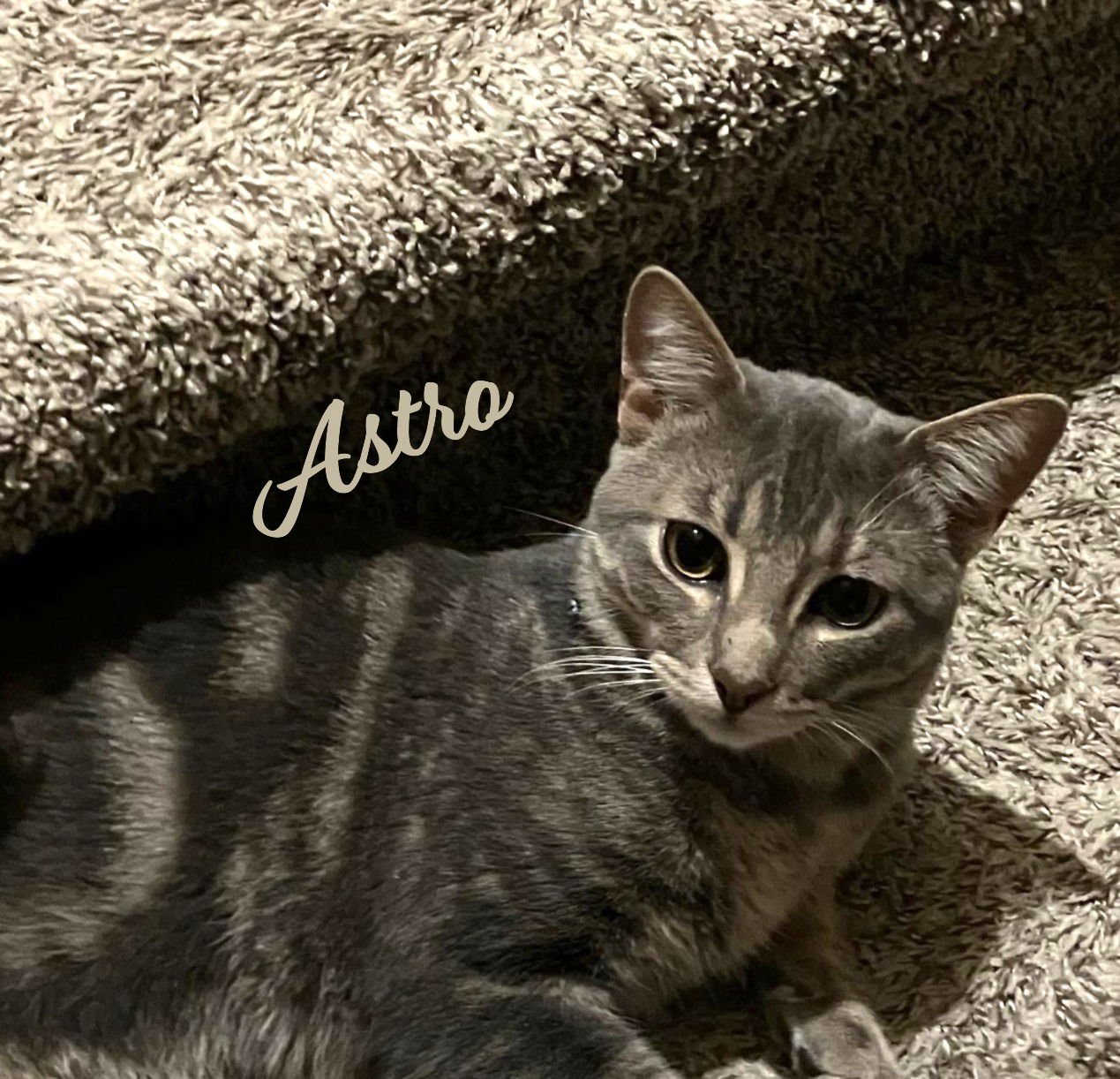 ASTRO #MR-CONGENIALITY - Tabby available for adoption