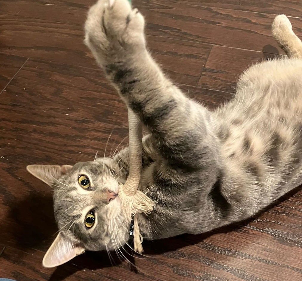 ASTRO #MR-CONGENIALITY - Tabby available for adoption