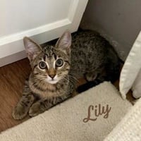 Lily #tabby-brigade - Photo 1