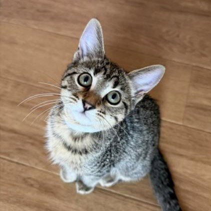 LILY #TABBY-BRIGADE - Tabby / Domestic Short Hair available for adoption